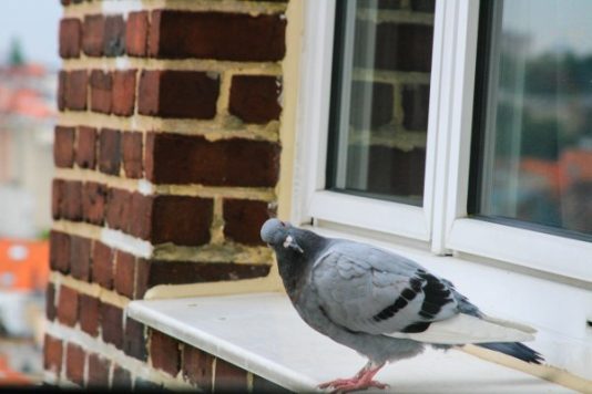 window sills